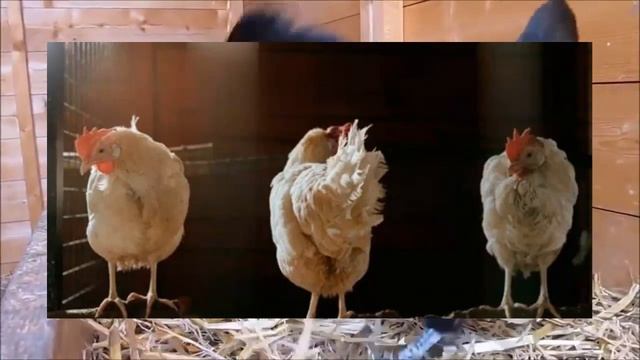 Несушки спят в гнездах и не садятся на насест, что делать? смотреть онлайн