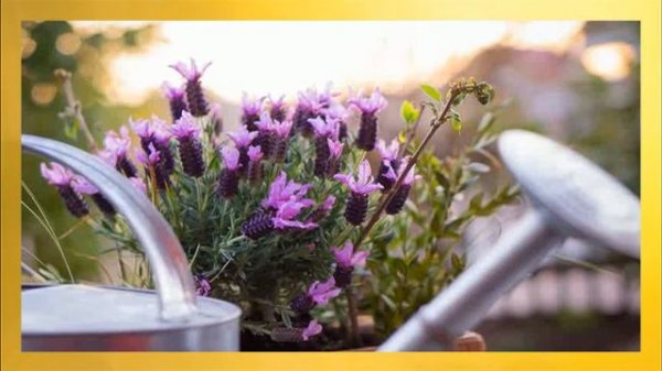 Hojas De Lavanda Propiedades ◷ Para Que Sirven Las Flores De Lavanda