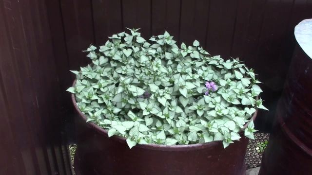 Театр цветов Людмилы Ломоносовой