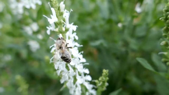 Honigbiene auf weißem Gartensalbei смотреть онлайн