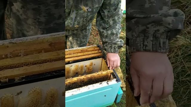 Осмотр пчелосемей и подсчёт клеща в расплоде октябрь 2020 смотреть онлайн