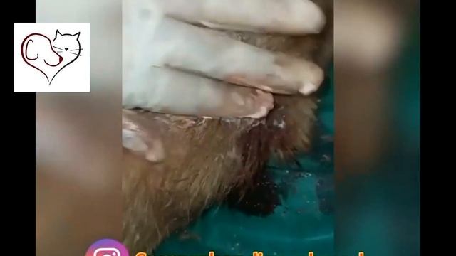 Maggots removal from mouth and body of the dog смотреть онлайн