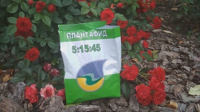 Листовые подкормки роз осенью смотреть онлайн