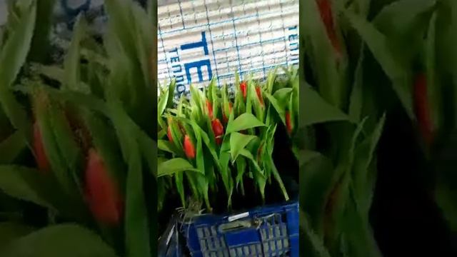 выгонка тюльпана в помещении.Сезон 2023 смотреть онлайн