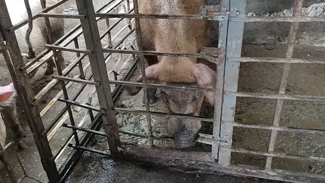 ?КАРТОШКА для ПОРОСЯТ а ЗАЧЕМ❓ПОЧИСТИЛ хрячьи КАТЯХИ ✅ ХРЕН его ЗНАЕТ избавиться КАК от ХРЕНА? смотреть онлайн