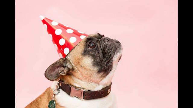 Pug Puppy Music, Soothing Music for Pugs, Relaxing Music for Dogs with Separation Anxiety смотреть онлайн