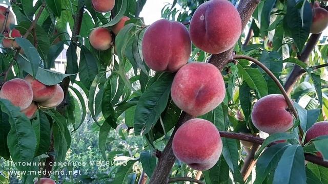 Персик Лжефрост обзор сорта в динамике смотреть онлайн