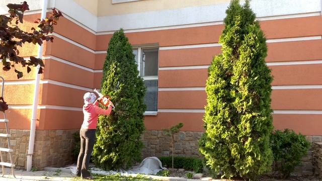 Стригу 4-х метровую тую. Туя Колумна.