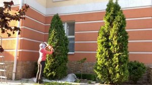 Стригу 4-х метровую тую. Туя Колумна.