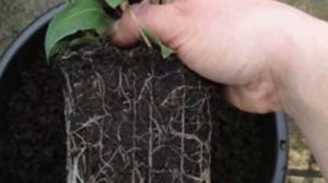 Пересадка Фуксии. Как правильно пересадить Фуксию и получить обильное цветение!