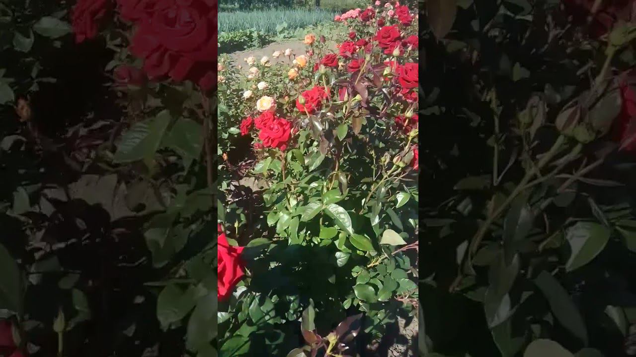 Черная Магия https://rose-bushes.ru/ смотреть онлайн