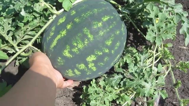 Обзор арбузов, дынь и тыквы на 4 августа|Поздний посев|Выращивание без пестицидов и удобрений |РП смотреть онлайн