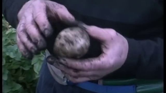 Тонна картофеля с сотки смотреть онлайн