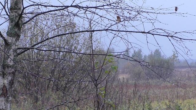 Много грибов в дождливом лесу?