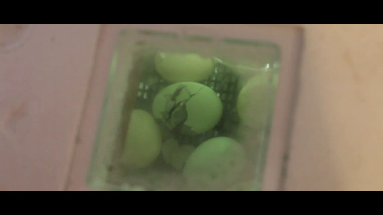 l ИНКУБАЦИЯ l 23 СУТКИ l КУРЫ ч4 l УХЕЙИЛЮЙ ВЫЛУПЛЯЕТСЯ l