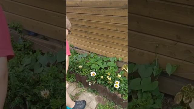 цветы на даче. часть 2 смотреть онлайн