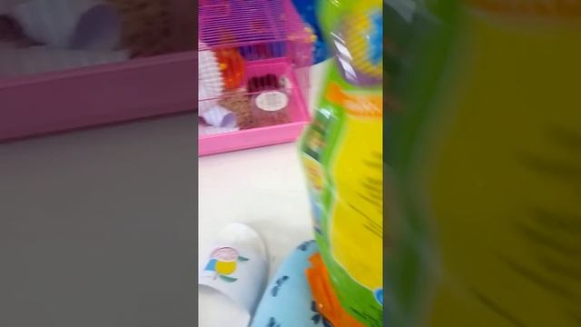 Как ухаживать за джунгарским хомячком ч.1 смотреть онлайн
