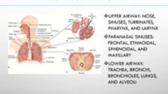 Intro to respiratory system смотреть онлайн