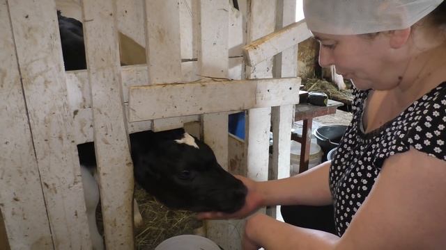 Как мы кормим телят и наших коров. смотреть онлайн