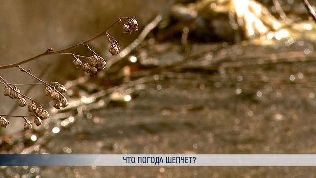 Что погода шепчет? смотреть онлайн