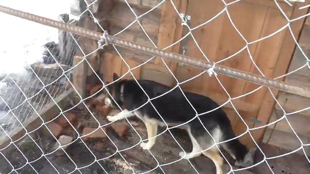 Вольер для собаки у старой бани смотреть онлайн