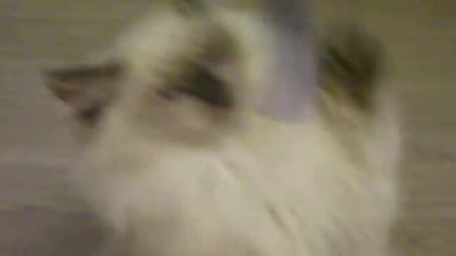 Невский маскарадный котик продажа,3,5мес смотреть онлайн