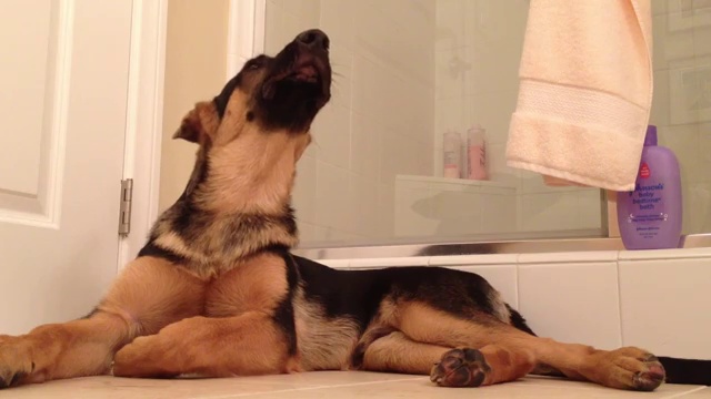 Немецкая овчарка поёт дуэтом со своим хозяином смотреть онлайн