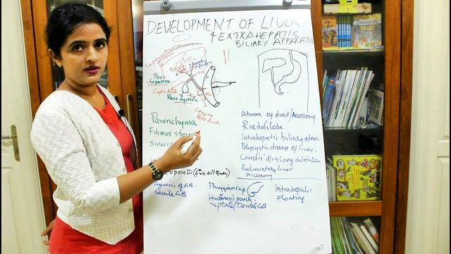 DEVELOPMENT OF THE LIVER AND THE EXTRAHEPATIC BILIARY APPARATUS-EMBRYOLOGY-DR ROSE JOSE MD смотреть онлайн