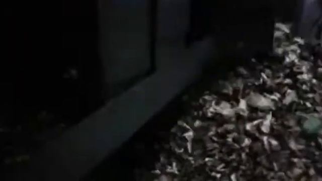 Шишка кедровая переработка смотреть онлайн