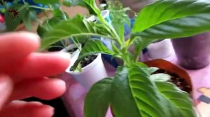 Гелиотроп. Результат прищипки и пересадки.