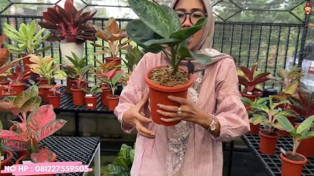 PART 2 AZZAHRA GARDEN‼️AGLAONEMA NYA TERAWAT DAN INDAH‼️ смотреть онлайн