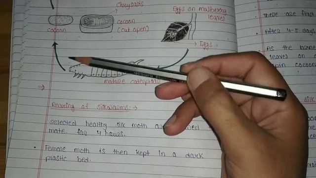 sericulture B. sc 3rd year zoology|life cycle of silkworm| bombyx mori| смотреть онлайн