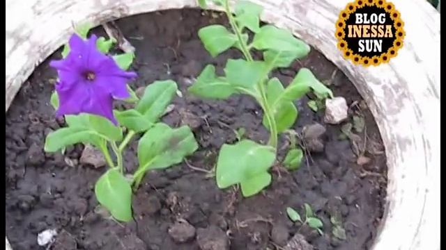 Аквилегия, пиретрум, гвоздика. ДНЕВНИК садовода   29 мая 2016