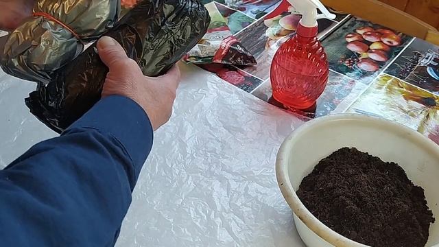 Проверяем корни саженцев роз из Леруа Мерлен смотреть онлайн
