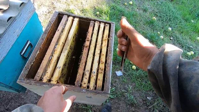 СОБИРАЕМ И ФОРМИРУЕМ ПЧЁЛ В ЗИМУ ОЧЕНЬ ПРОСТО/ПОДРОБНО РАЗЪЯСНЯЮ И ОТВЕЧАЮ НА ВОПРОСЫ...!