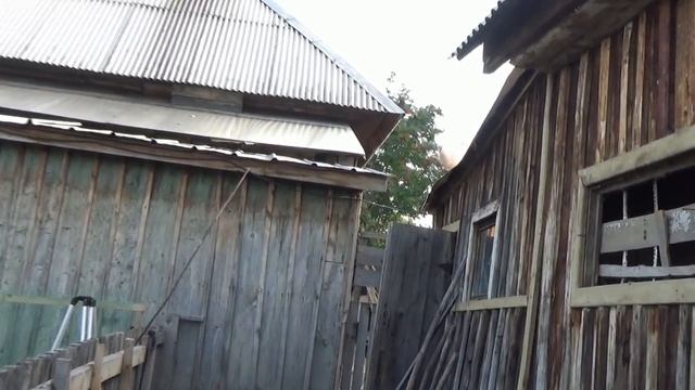 Молодой петух и две старые девы-куры бегают по огороду!Наседка ведет своих цыплят на гнездо - спать смотреть онлайн