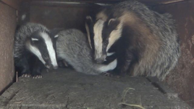 лзс Губанова С.В. Разведение Барсуков. смотреть онлайн