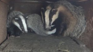 лзс Губанова С.В. Разведение Барсуков.