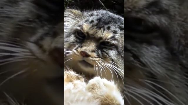 Пушистый умница? Дерзкий красавец манул смотреть онлайн