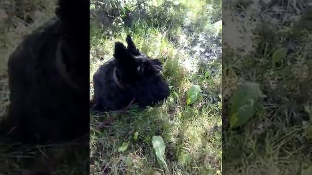 СКОТЧ смотреть онлайн