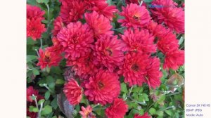 Canon SX 740 HS Review and 4K Zoom Video Test and Vlog Test