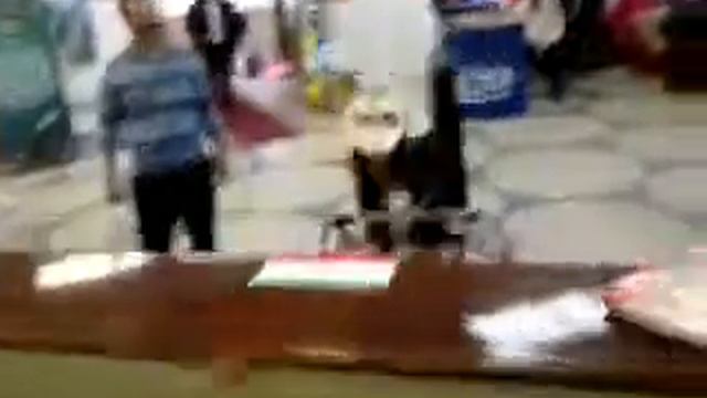 Робот-пианист смотреть онлайн