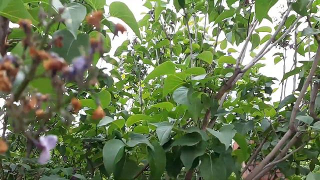 Сирень смотреть онлайн