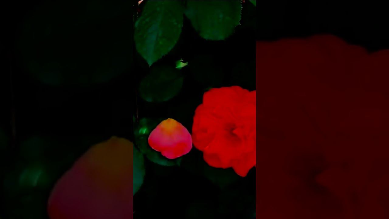 Сорт розы Вестерленд Westerland смотреть онлайн