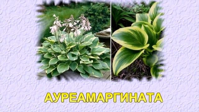 ЛУЧШИЕ СОРТА ХОСТ ДЛЯ СОЛНЕЧНЫХ МЕСТ смотреть онлайн