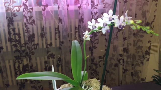 Принял весеннюю эстафету, и проводим обзор моего сапфира смотреть онлайн