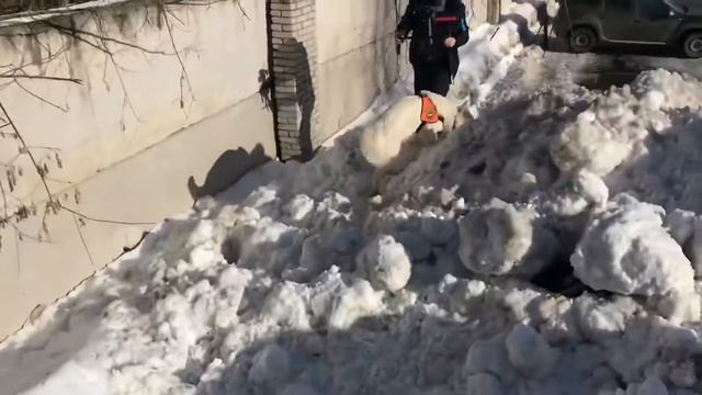 Горно-лавинная тренировка ( ГЛС) 16.02.2019 смотреть онлайн