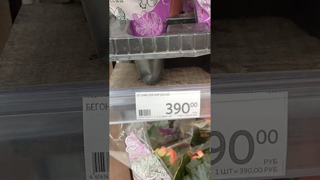 Ашан.Весна.Гербера,цикламен,бегония элатиор 390р смотреть онлайн