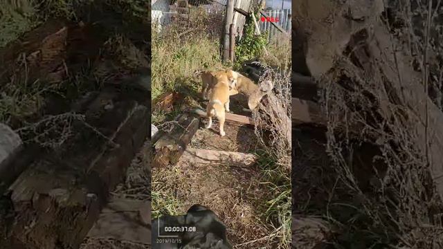 Щенки ждут вас!14.10.19 смотреть онлайн