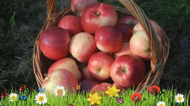 Яблоня обыкновенная Афродита ? Обзор: посадка и уход. саженцы, крупномеры: описание и особенности смотреть онлайн